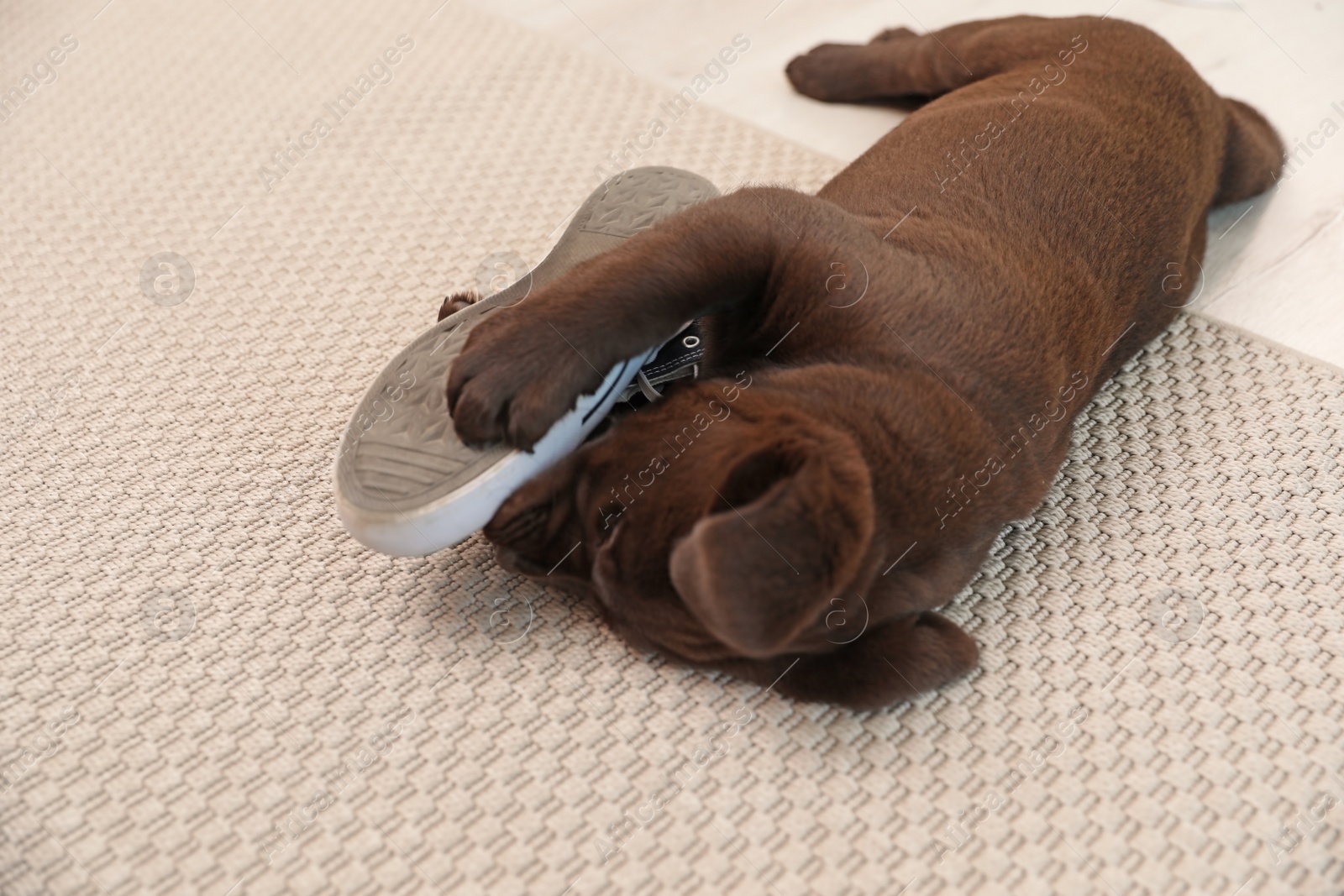 Photo of Chocolate Labrador Retriever puppy playing with sneaker on carpet