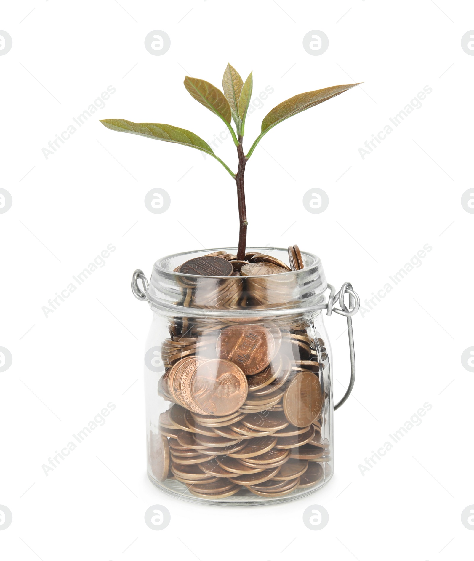 Photo of Glass jar with coins and plant isolated on white