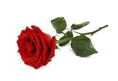 Photo of Beautiful fresh red rose isolated on white