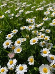 Beautiful white daisy flowers and green grass growing in meadow