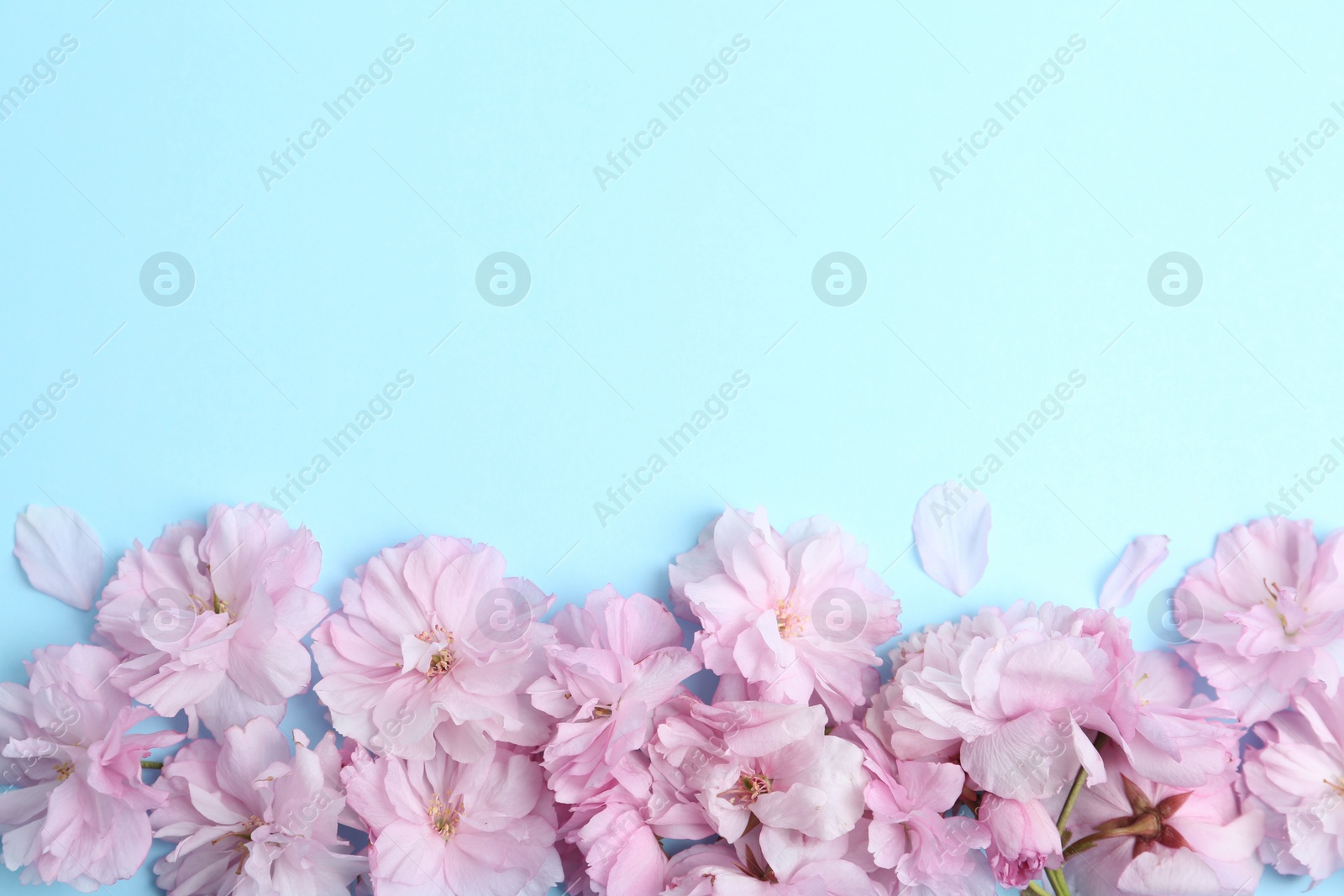 Photo of Beautiful sakura blossom on light blue background, space for text. Japanese cherry