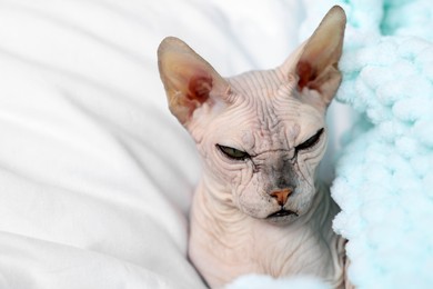 Adorable Sphynx cat at home, closeup with space for text. Lovely pet