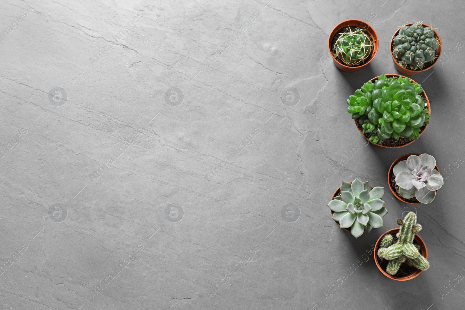 Photo of Flat lay composition with different succulent plants in pots on grey table, space for text. Home decor