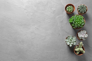 Photo of Flat lay composition with different succulent plants in pots on grey table, space for text. Home decor