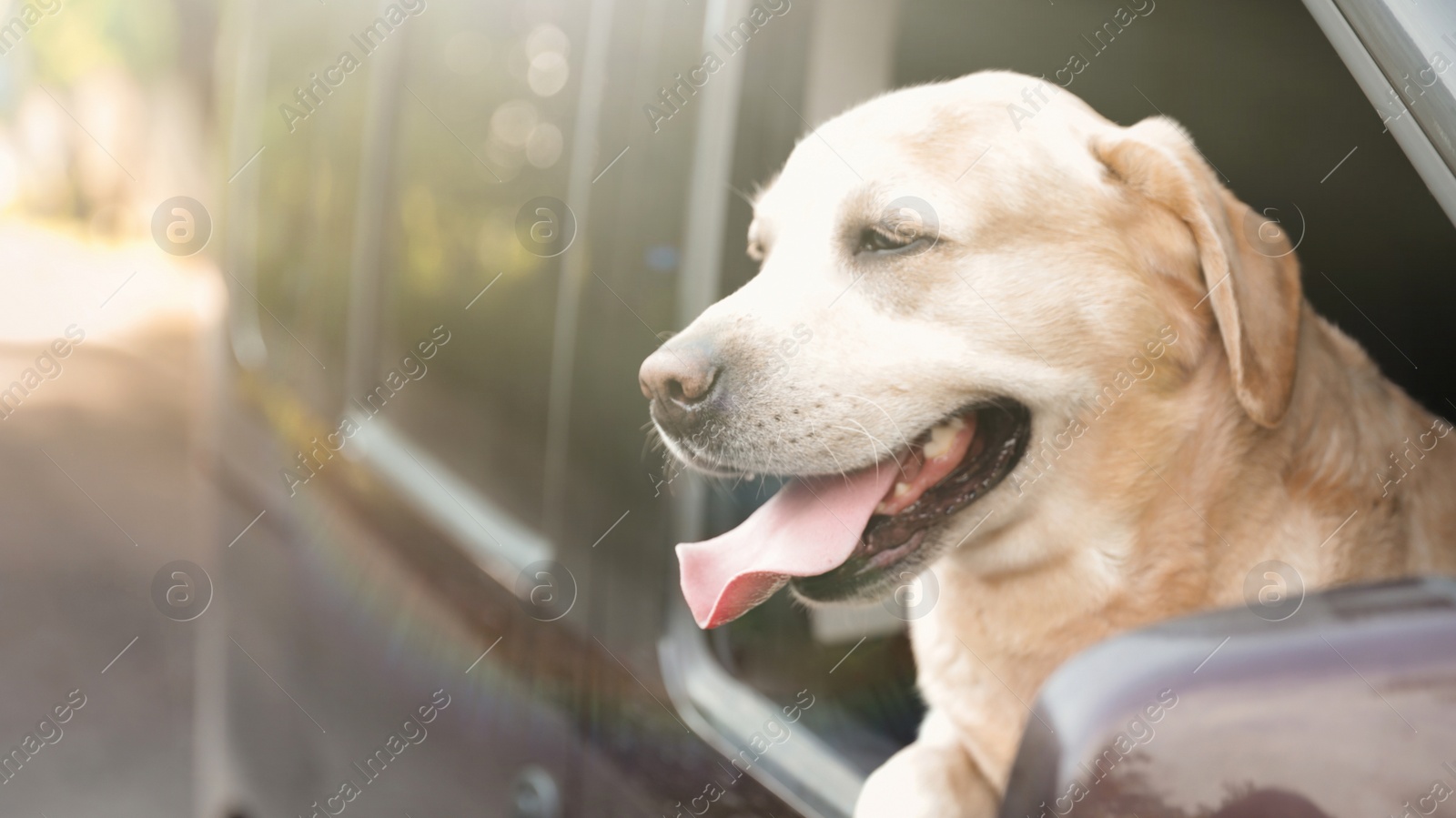 Photo of Funny Golden Labrador Retriever dog leaning out of car window