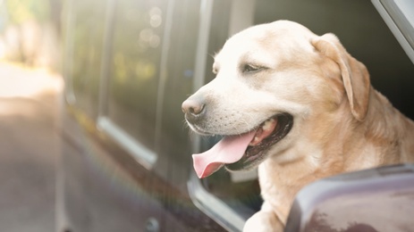 Photo of Funny Golden Labrador Retriever dog leaning out of car window