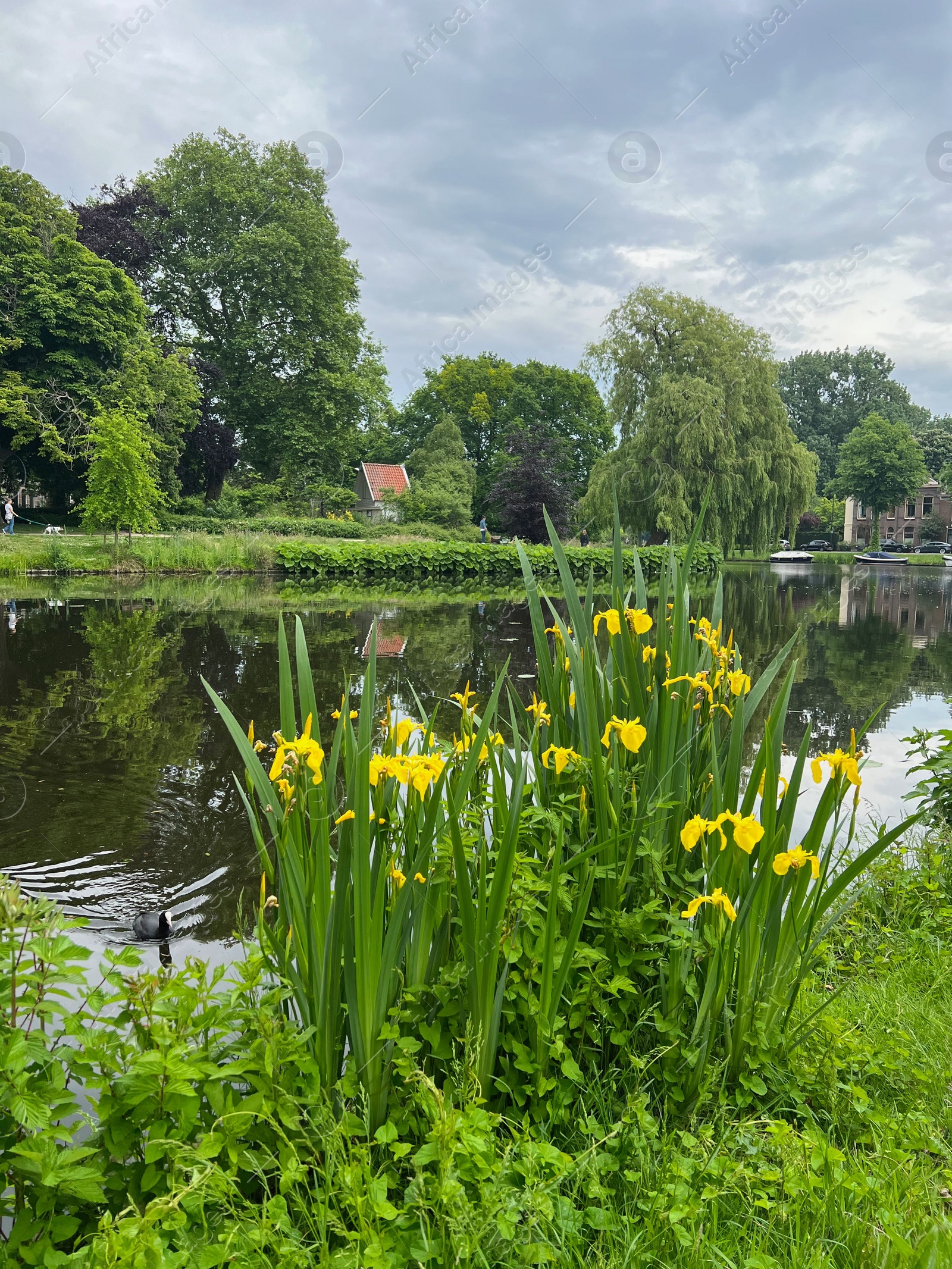 Photo of Beautiful yellow iris flowers growing near city canal