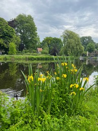 Beautiful yellow iris flowers growing near city canal