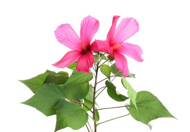 Photo of Beautiful tropical Hibiscus flowers on white background