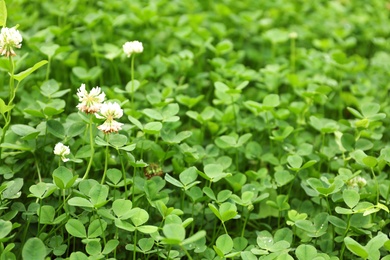 Green clover leaves as background