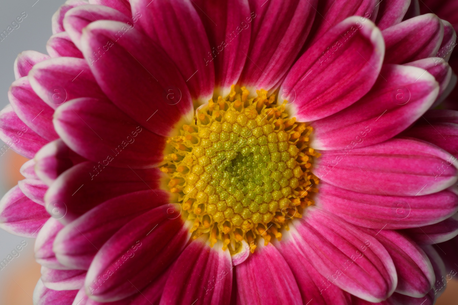 Photo of Beautiful blooming chrysanthemum flower on grey background, closeup