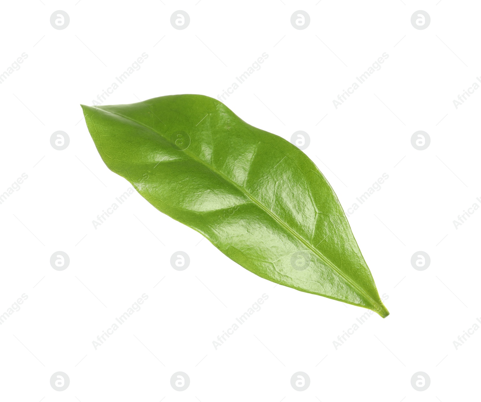 Photo of Fresh green coffee leaf isolated on white