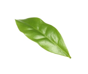 Photo of Fresh green coffee leaf isolated on white