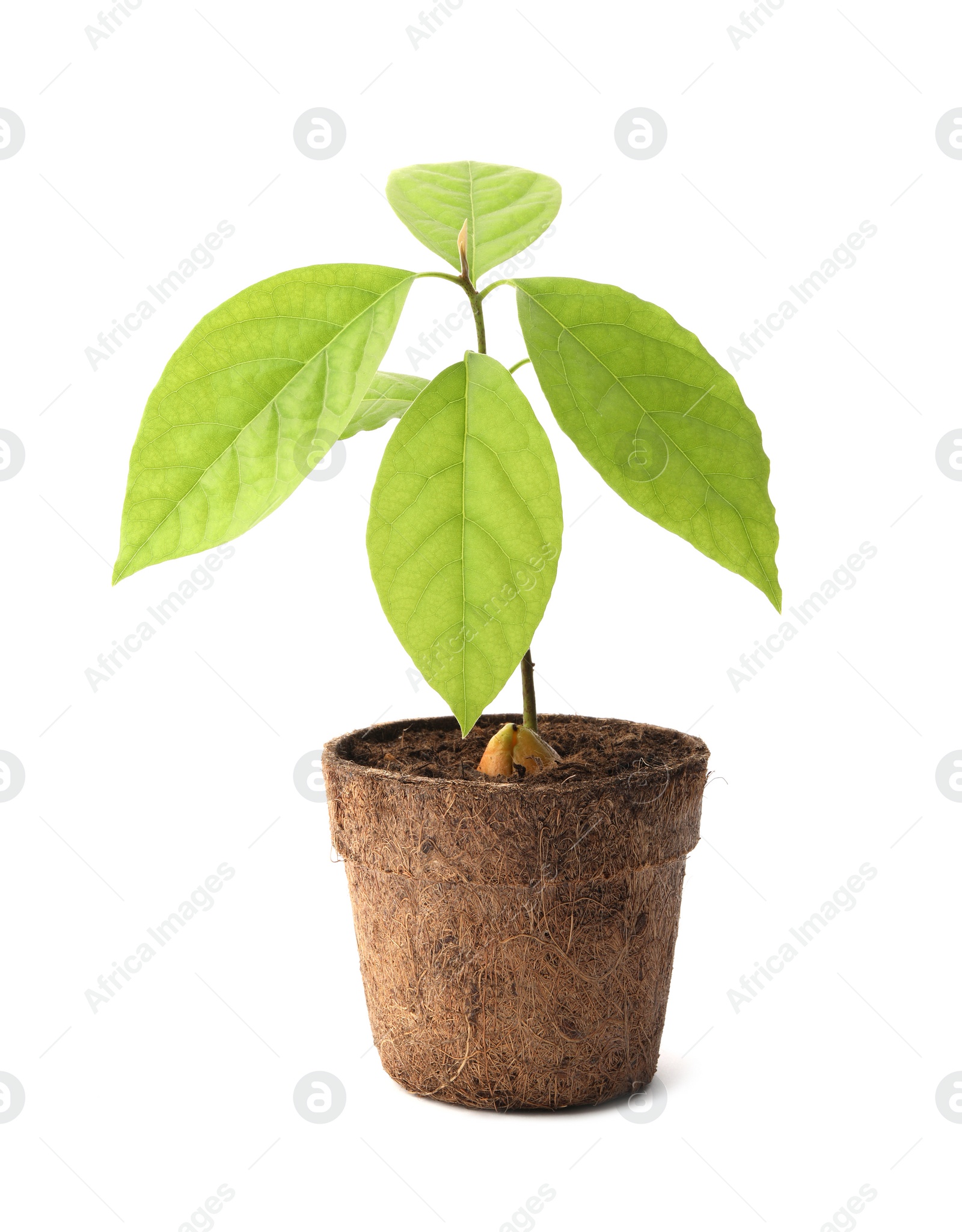 Photo of Young avocado sprout with leaves in peat pot on white background