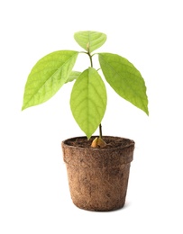 Photo of Young avocado sprout with leaves in peat pot on white background