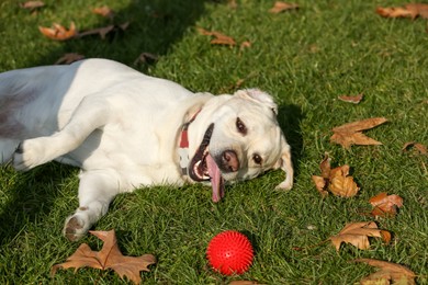 Happy yellow Labrador with ball lying on green grass outdoors
