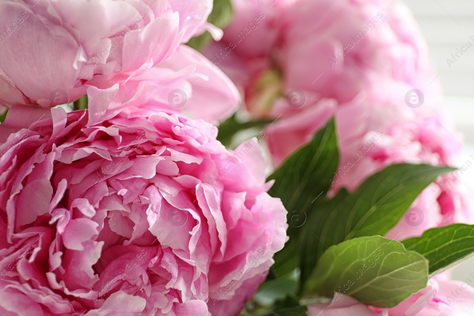 Photo of Closeup view of beautiful fresh pink peonies