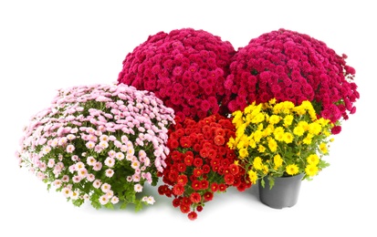 Photo of Beautiful chrysanthemum flowers in pots on white background