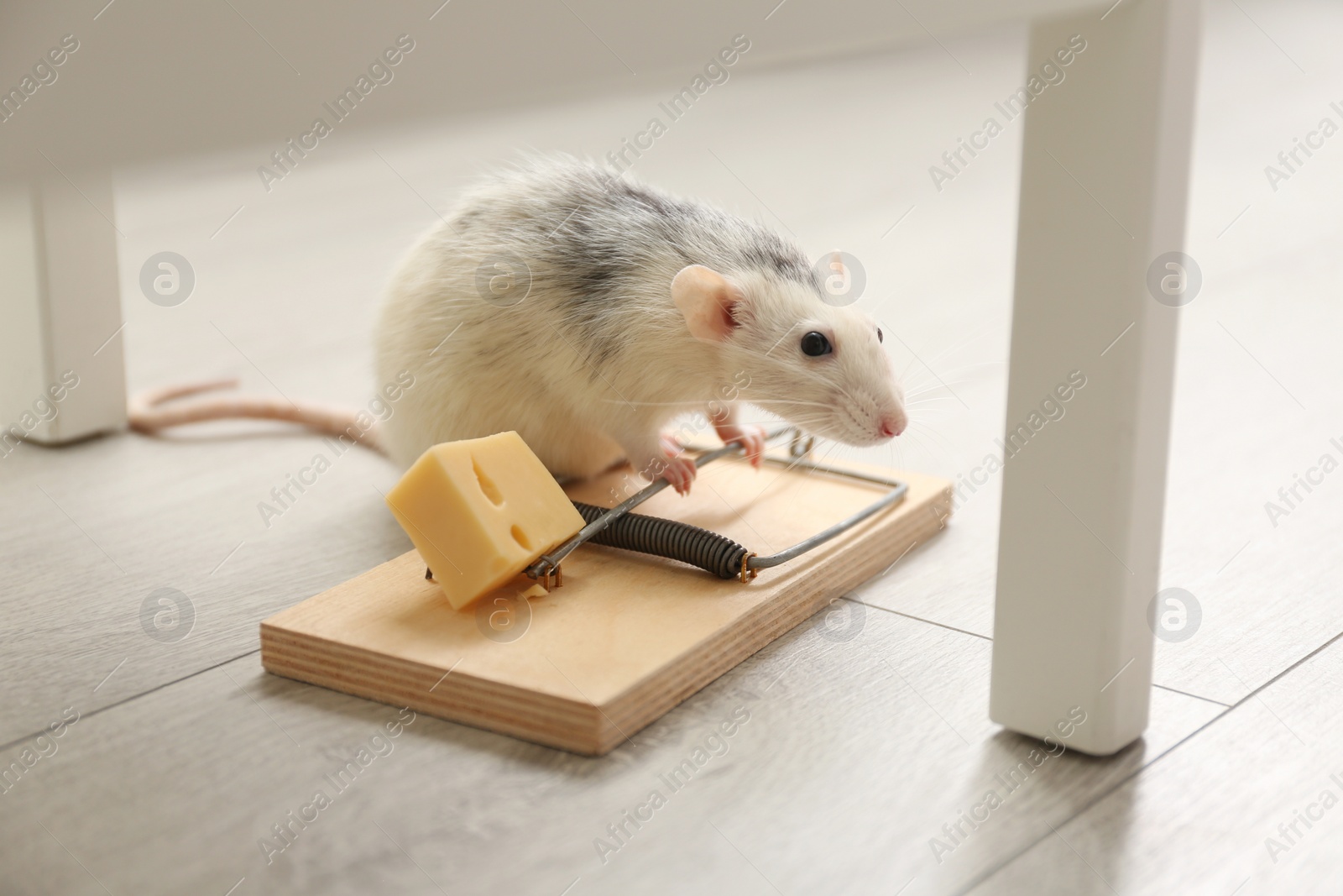 Photo of Rat and mousetrap with cheese indoors. Pest control