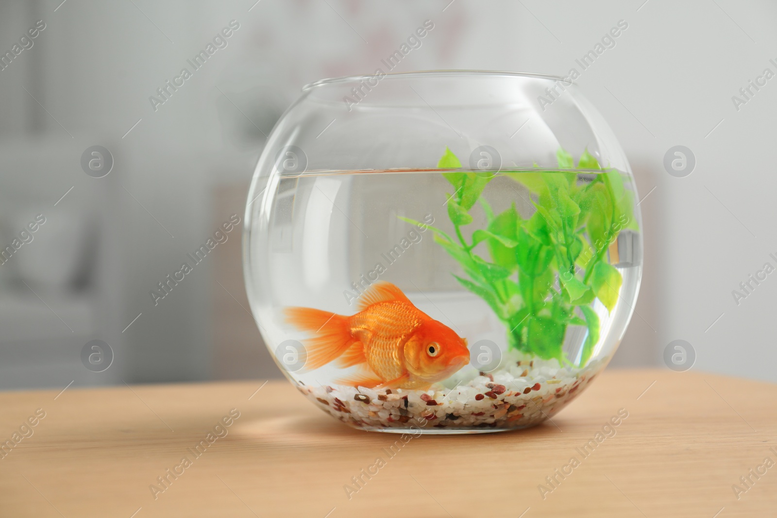 Photo of Beautiful bright small goldfish in round glass aquarium on wooden table indoors