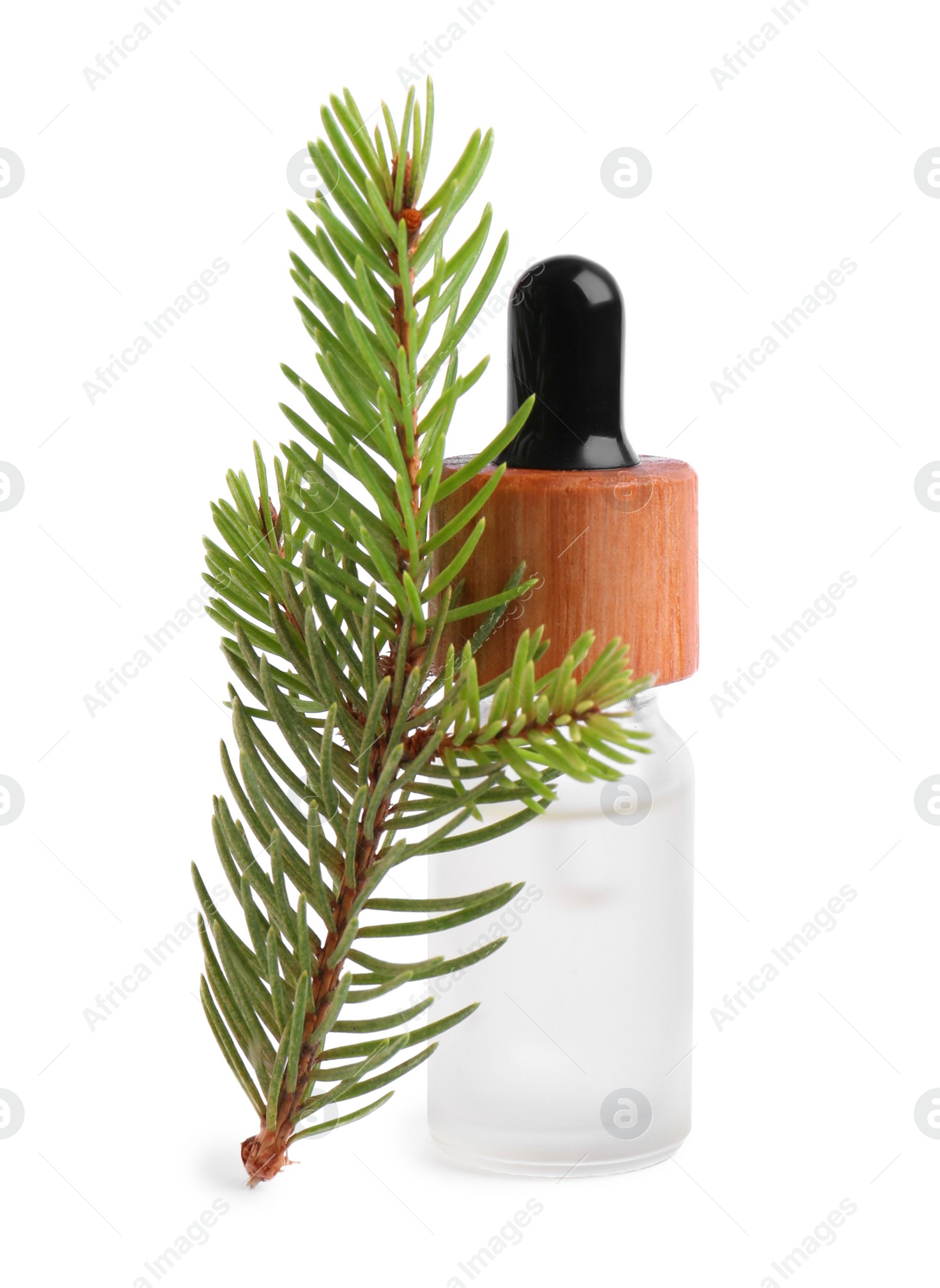 Photo of Bottle of pine essential oil and tree branch on white background