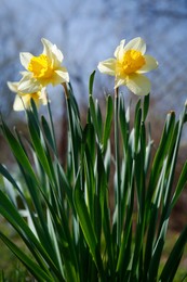 Beautiful yellow daffodils outdoors on spring day