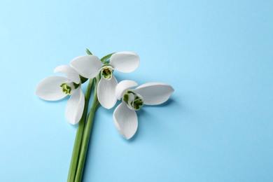 Photo of Bunch of beautiful snowdrops on light blue background