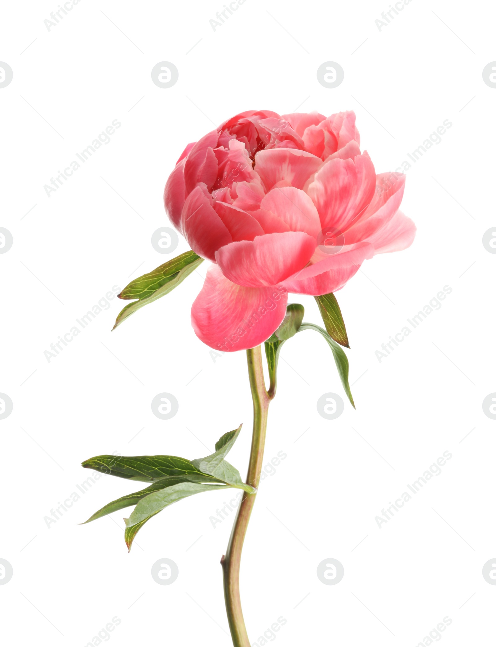 Photo of Beautiful blooming pink peony isolated on white