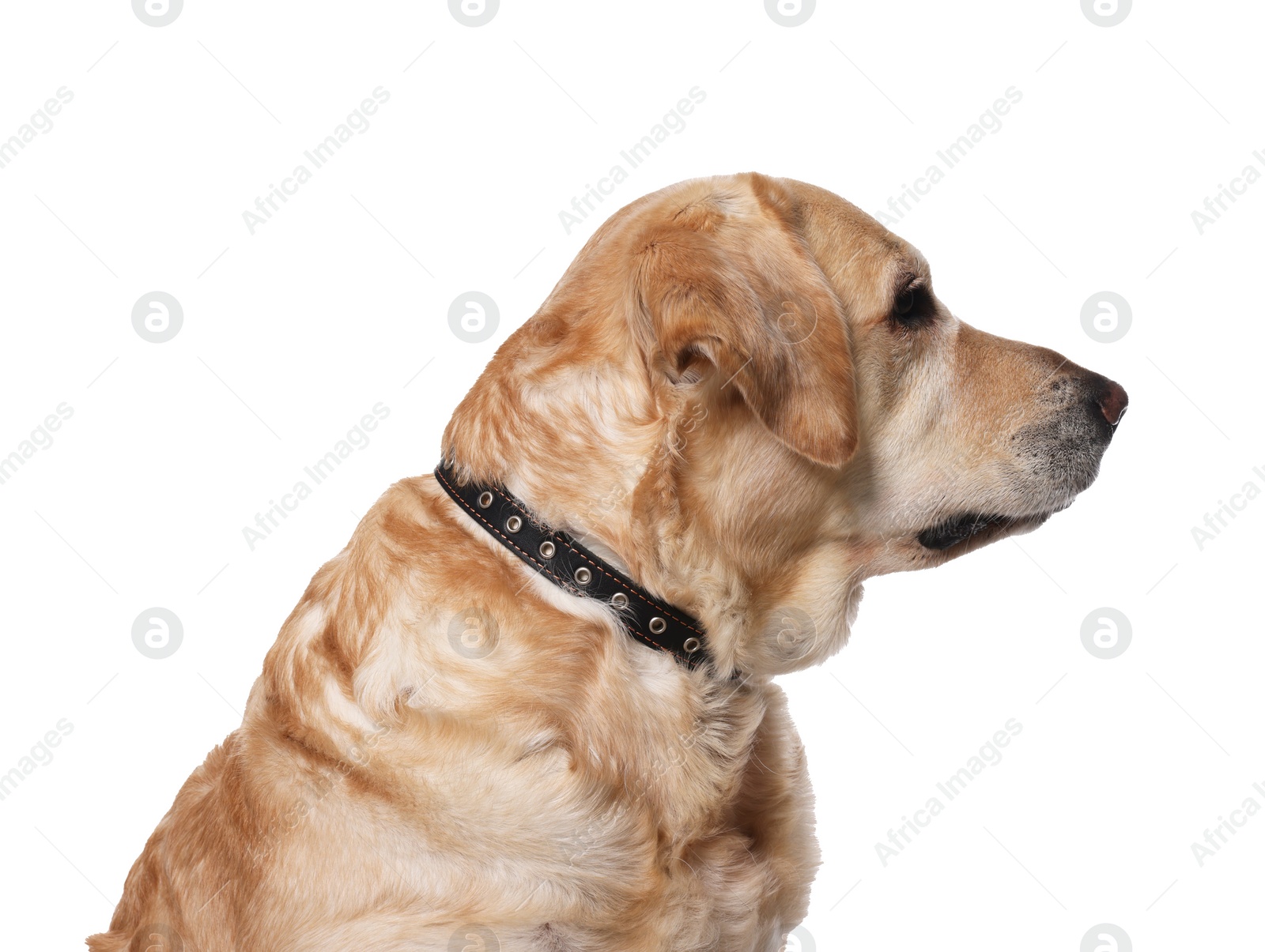 Photo of Cute Labrador Retriever in dog collar on white background