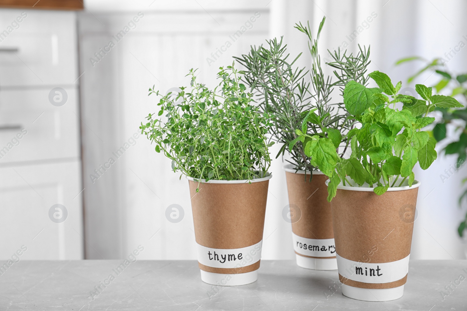 Photo of Seedlings of different aromatic herbs in paper cups with name labels on light grey marble table