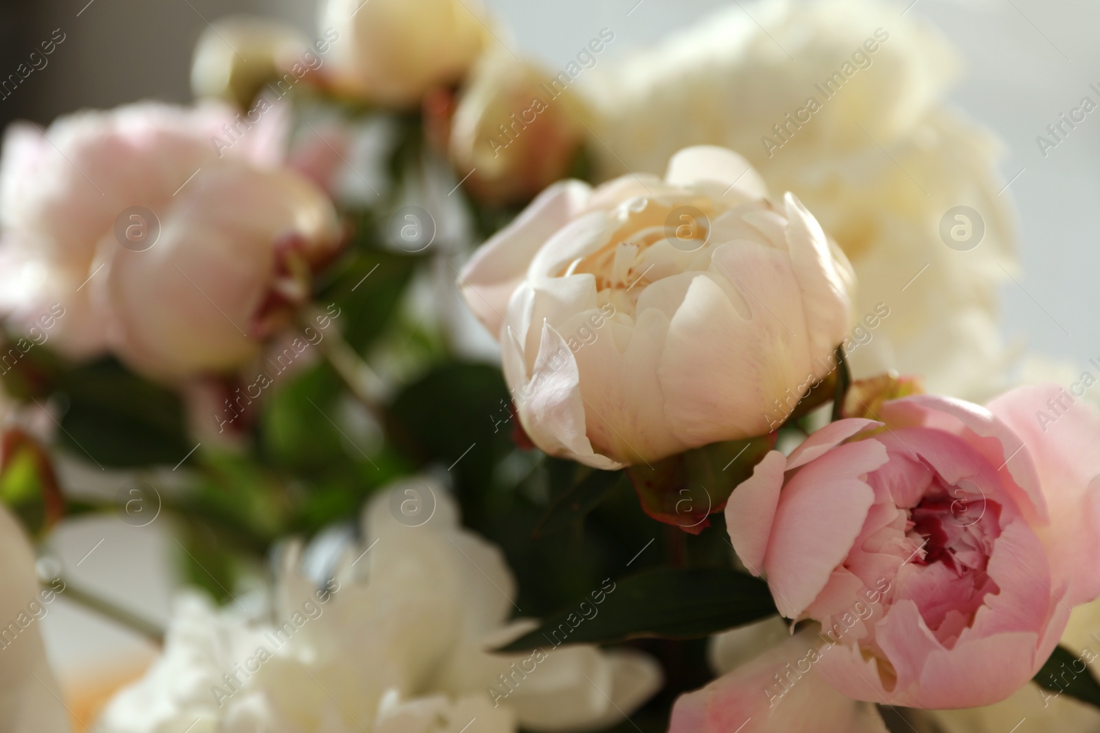 Photo of Closeup view of beautiful fresh peony bouquet