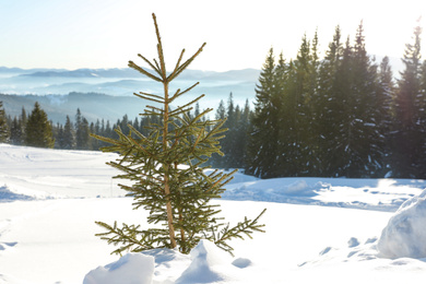 Beautiful fir tree near snowy forest on winter day