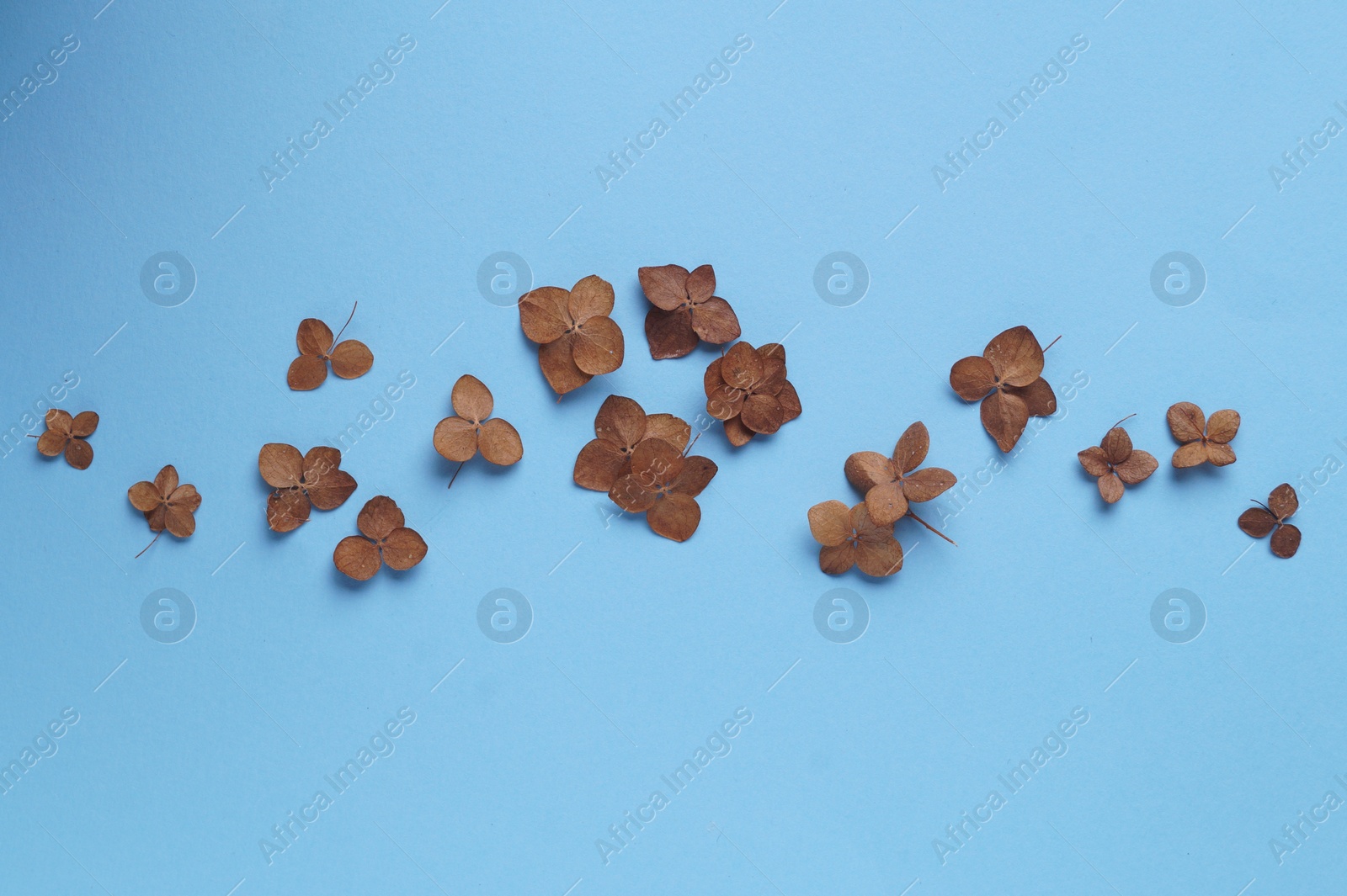 Photo of Flat lay composition with dried hortensia flowers on light blue background