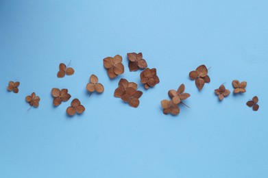 Flat lay composition with dried hortensia flowers on light blue background