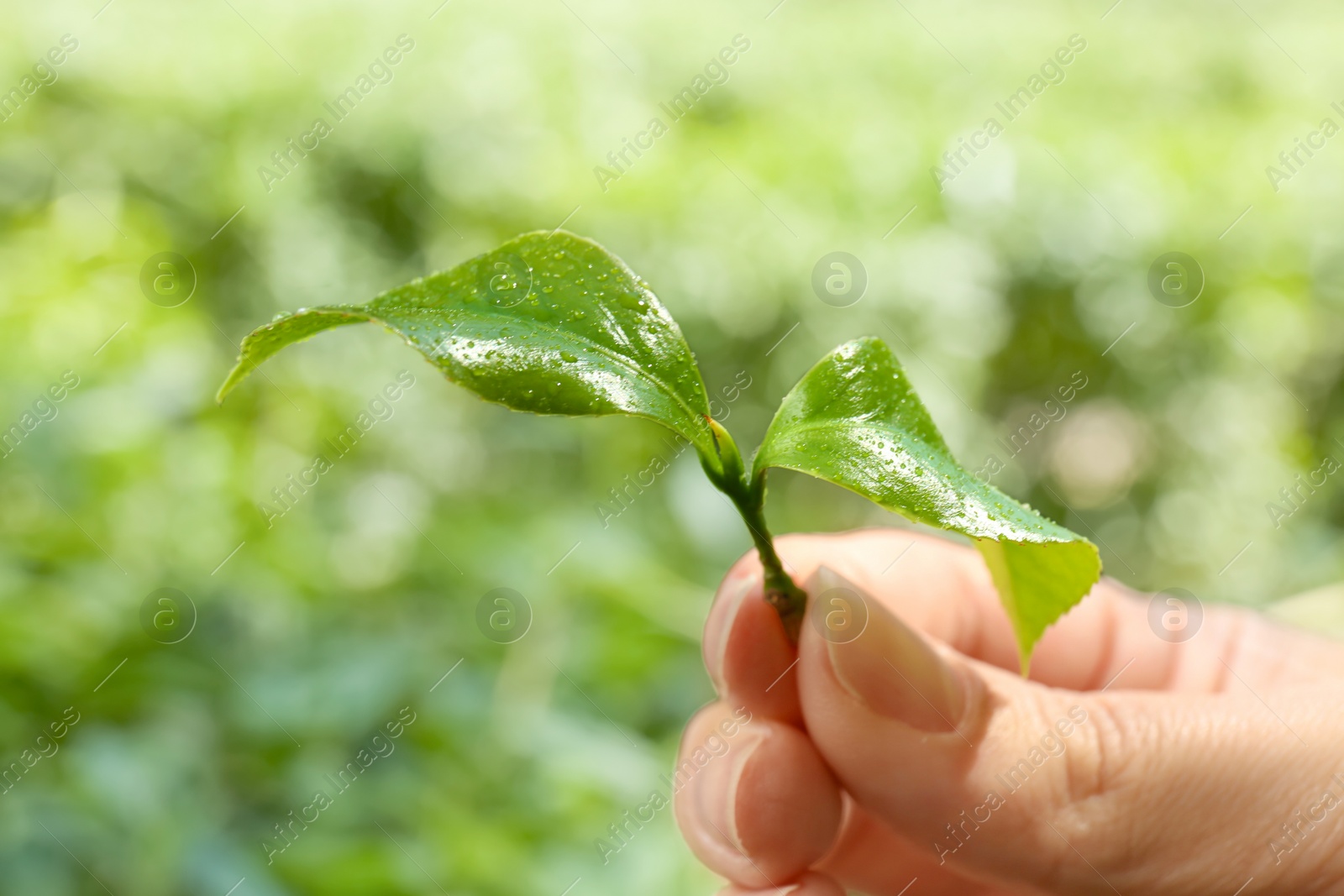 Photo of Woman holding green leaves of tea plant on blurred background