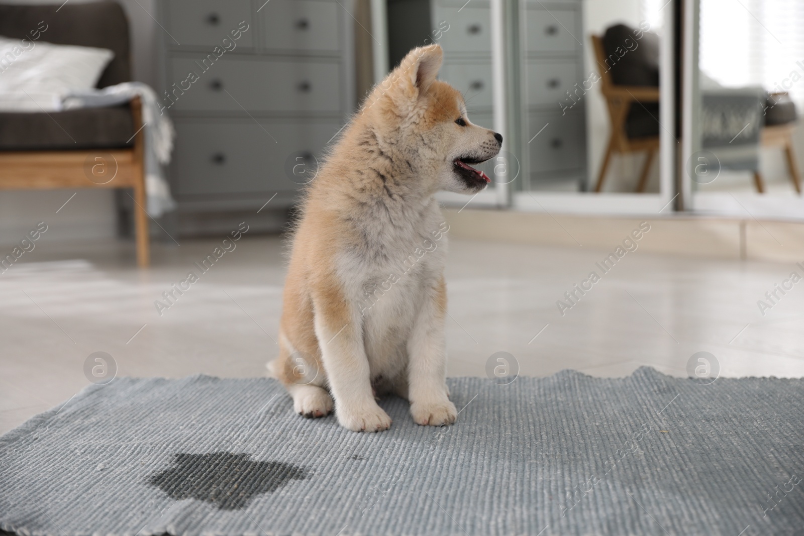 Photo of Adorable akita inu puppy near puddle on rug at home