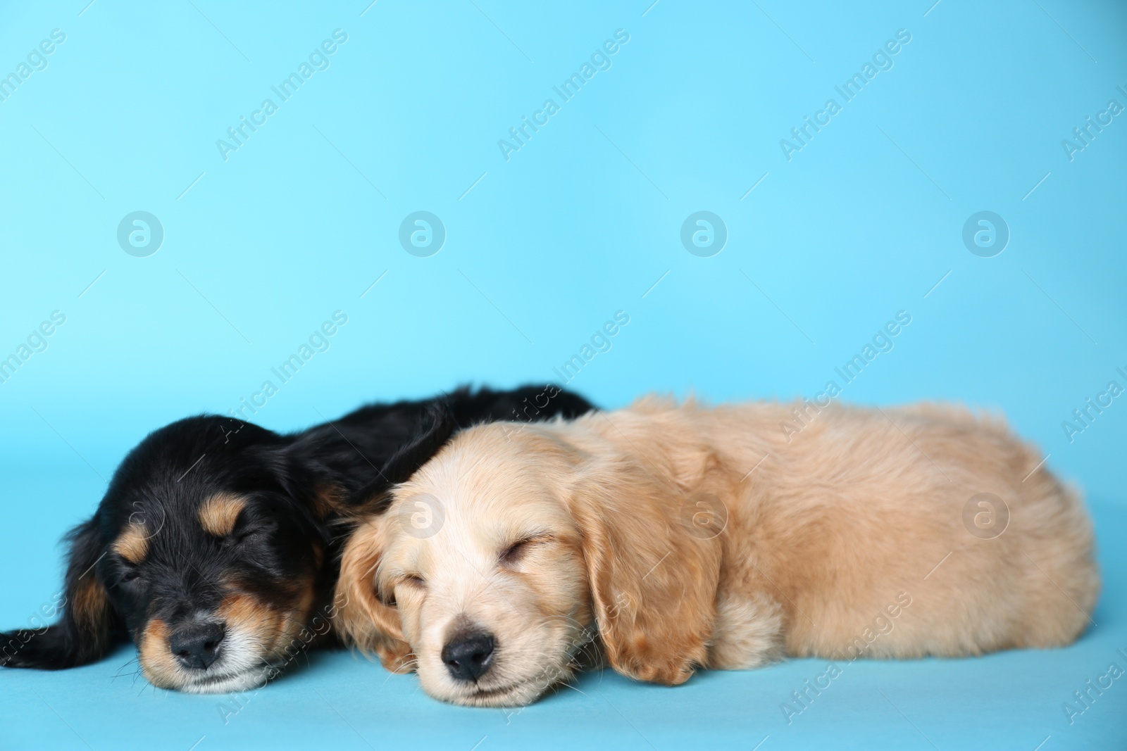 Photo of Cute English Cocker Spaniel puppies sleeping on light blue background