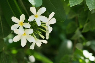 Photo of Beautiful white flowers at tropical resort on sunny day