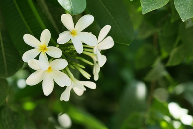 Beautiful white flowers at tropical resort on sunny day