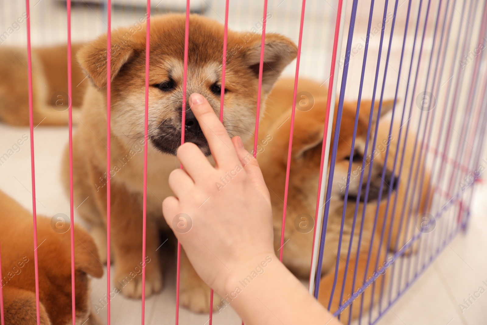 Photo of Woman near playpen with Akita Inu puppy indoors, closeup. Baby animal