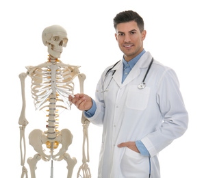 Male orthopedist with human skeleton model on white background