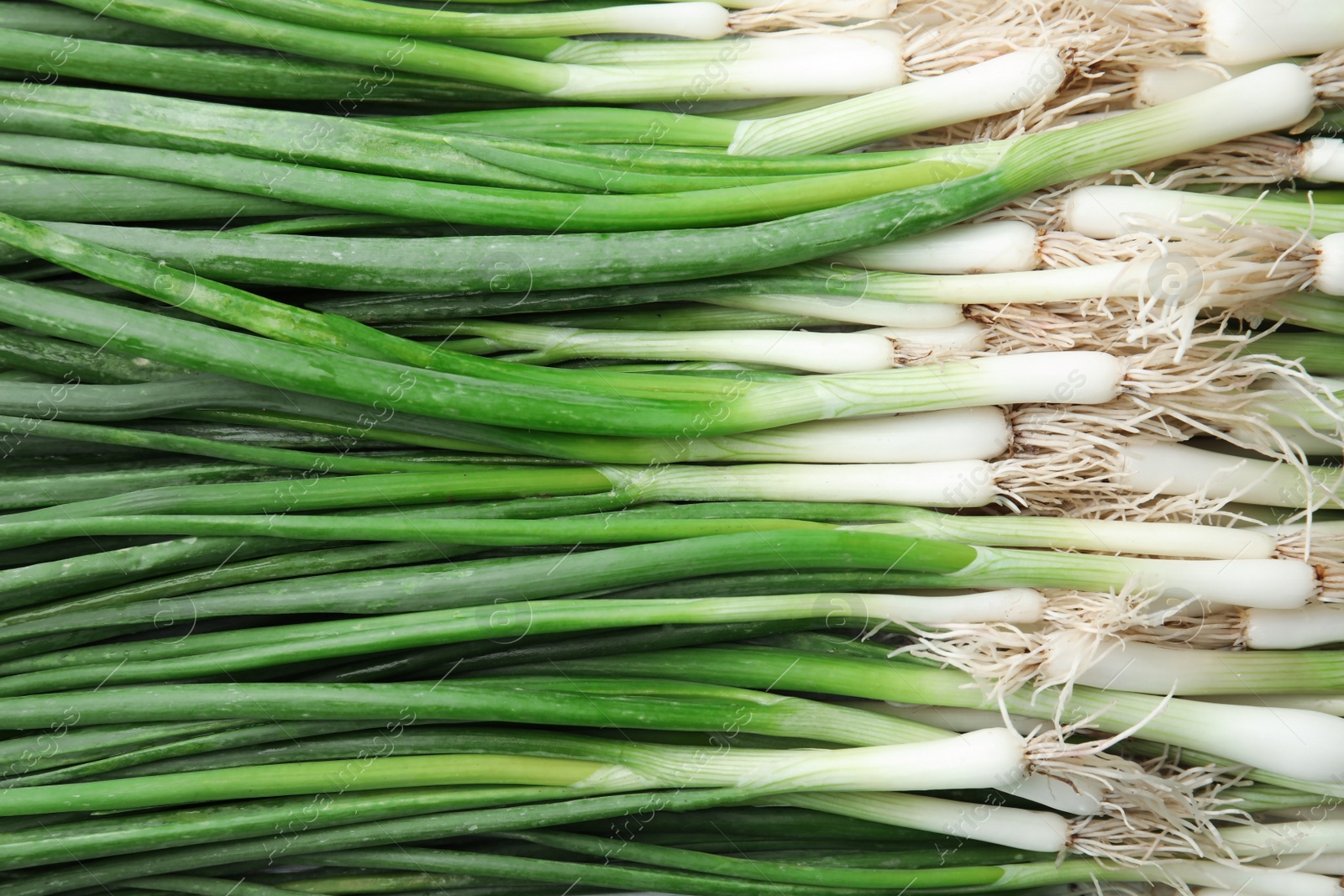 Photo of Fresh green onion as background