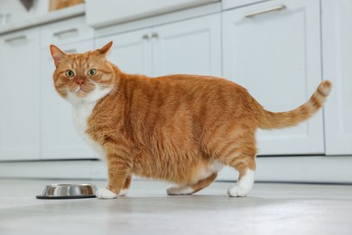 Cute ginger cat near feeding bowl at home