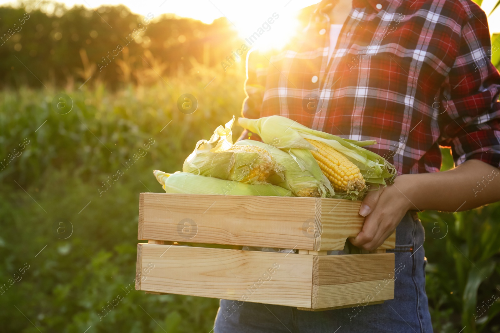 Photo of Woman with crate of ripe corn cobs in field, closeup