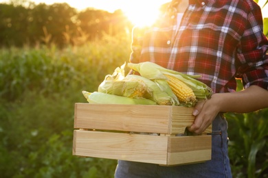 Woman with crate of ripe corn cobs in field, closeup