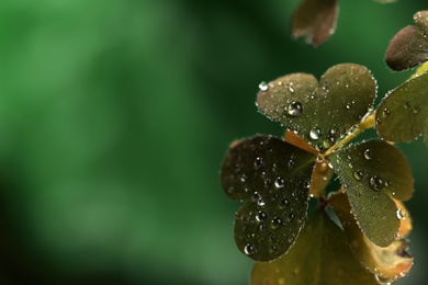 Photo of Beautiful green leaves with dew drops on blurred background, space for text