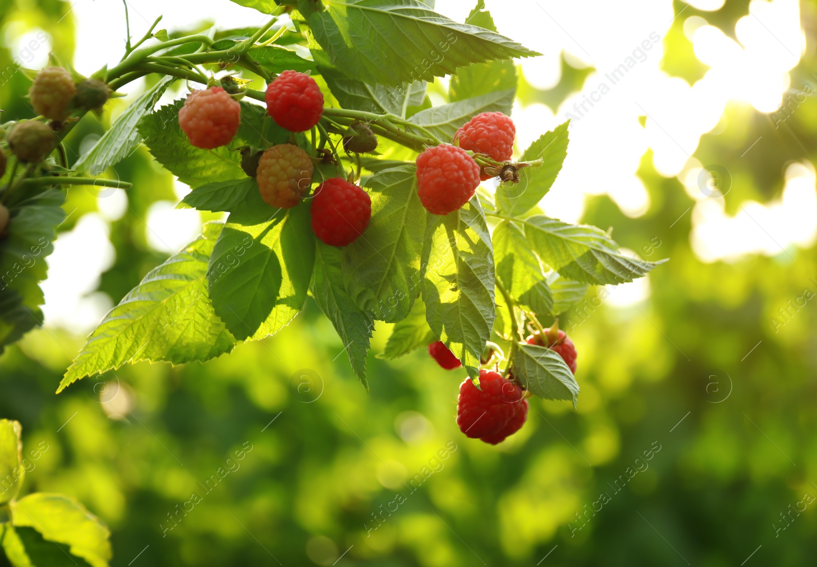 Photo of Raspberry bush with tasty ripe berries in garden, closeup