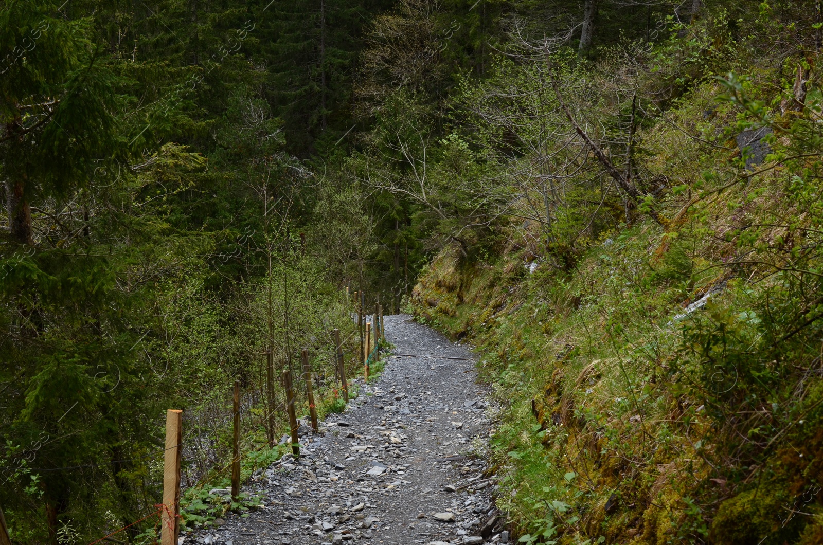 Photo of Beautiful view of pathway among green trees and plants in forest