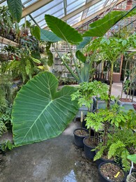 Many different plants growing in botanical garden