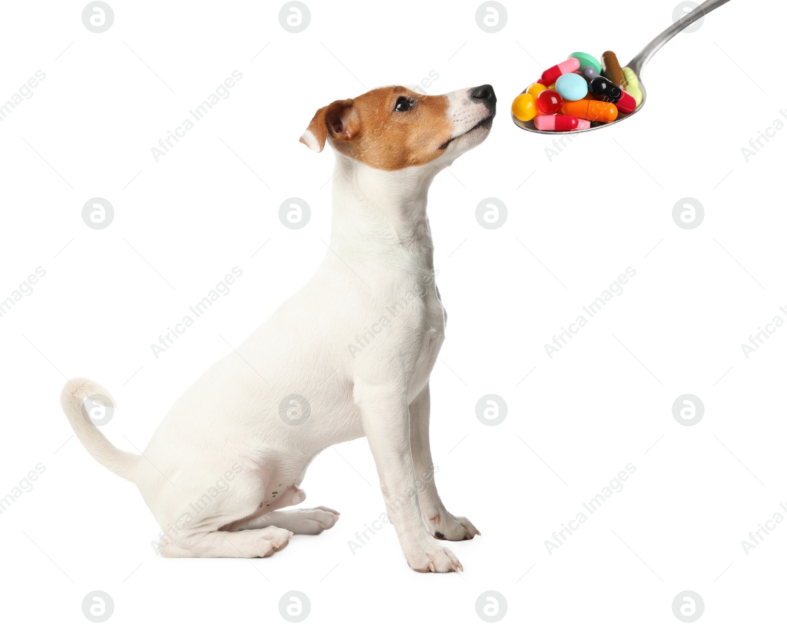 Image of Cute Jack Russel Terrier and spoon full of different pills on white background. Vitamins for animal 